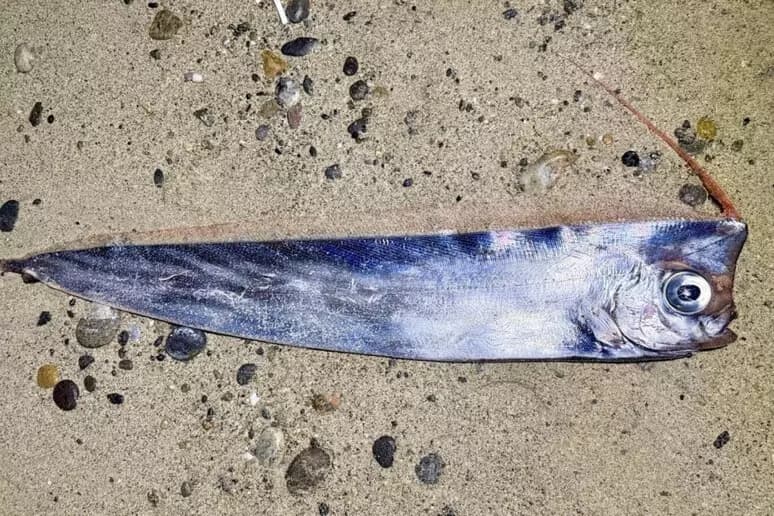 Messina, esemplare raro di pesce liocorno  ritrovato sulla spiaggia