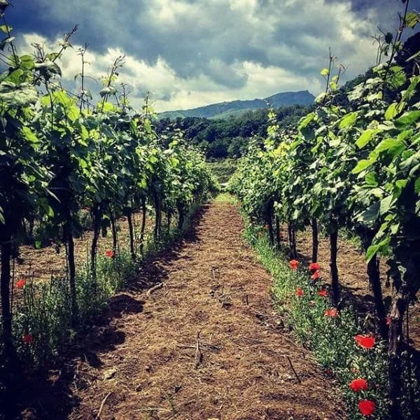 Degustazioni, cene e simposi letterari: torna la ViniMilo, la manifestazione che promuove l’Etna e le sue eccellenze