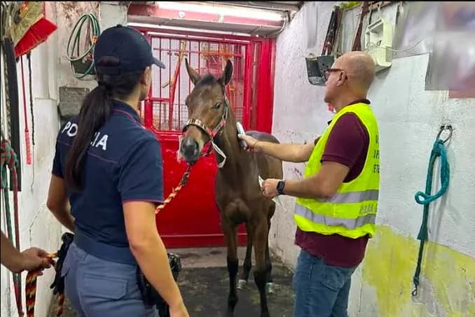 Palagonia, corsa clandestina fermate 5 persone e sequestrato un cavallo