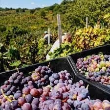 Partita la vendemmia in Sicilia, Coldiretti: “Annata di qualità”