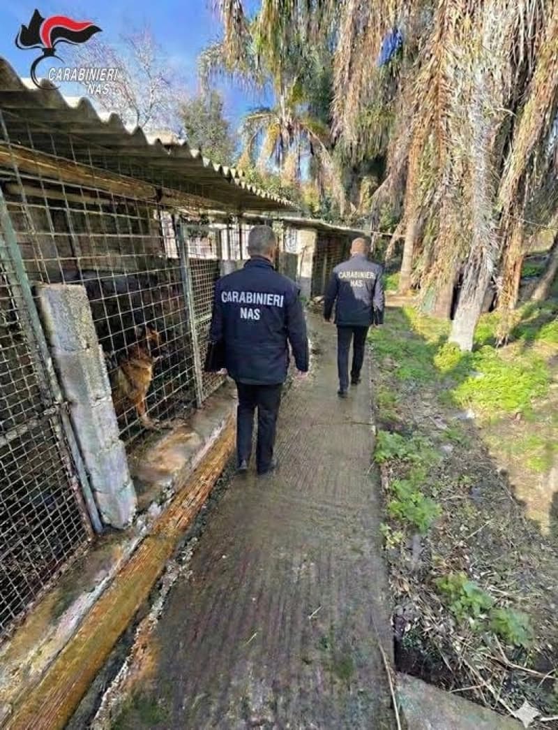 Pastori tedeschi tenuti in pessime condizioni: sequestrato canile nel catanese