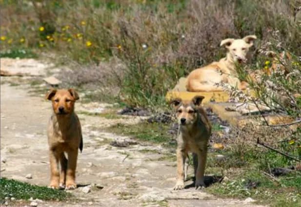 Randaggismo, la Regione completa l’iter della legge